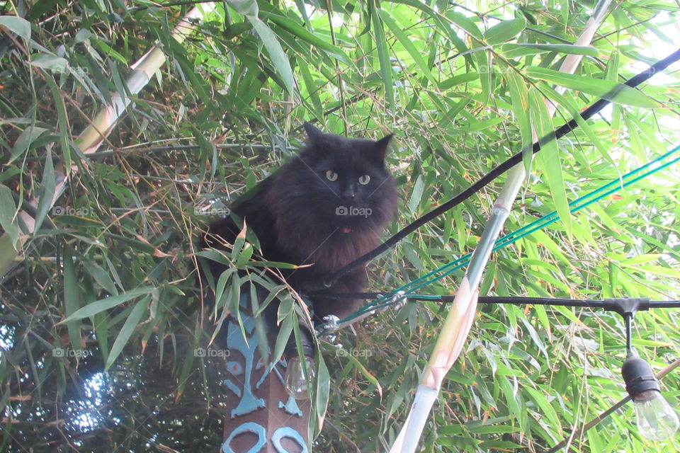 Our crazy cat on a pole!