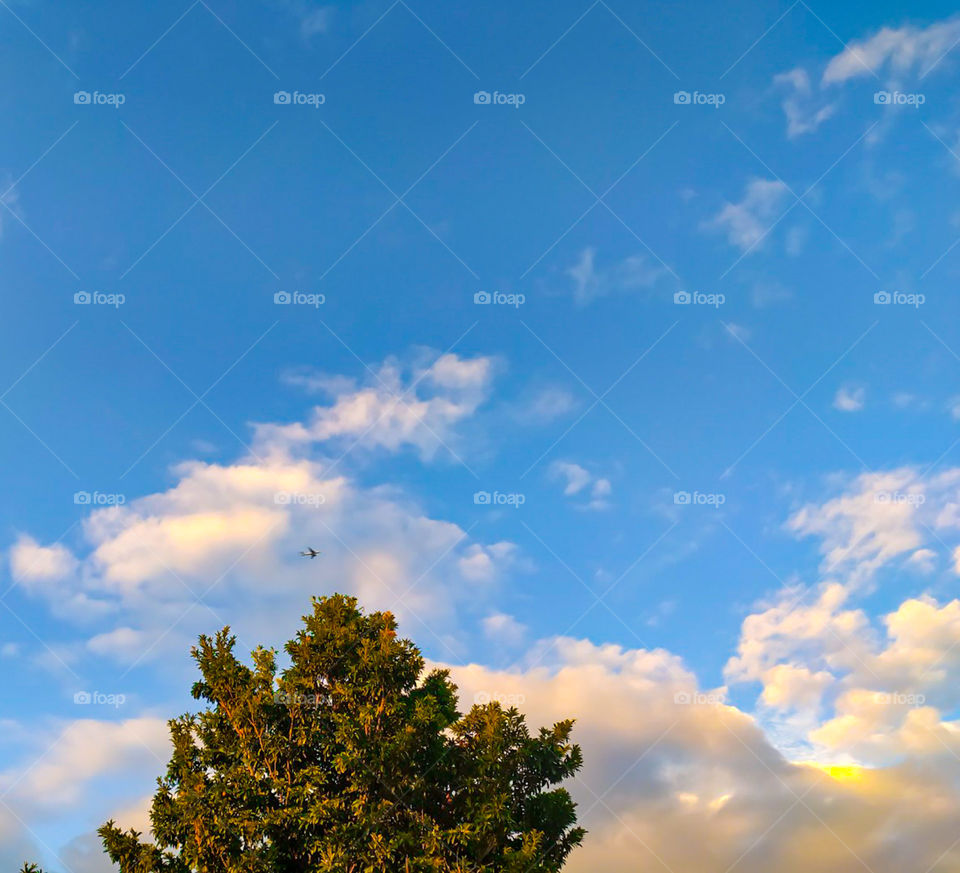 landscape with a green tree with a blue sky and airplane flying