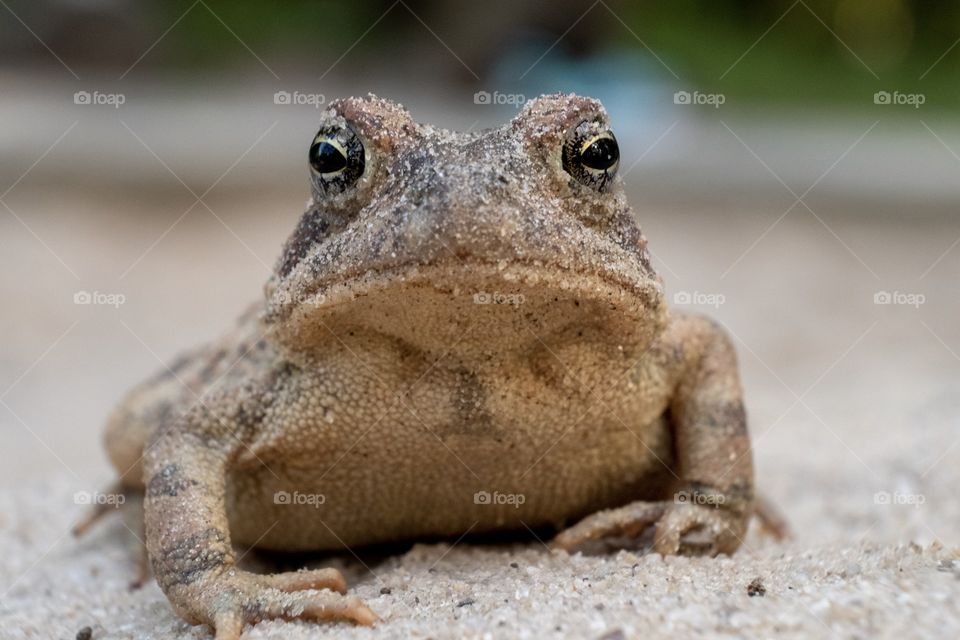 Foap, Flora and Fauna of 2019: A Fowler’s toad doesn’t look too happy to pose for the camera. Found in a sand play area at White Deer Park, Garner, North Carolina.