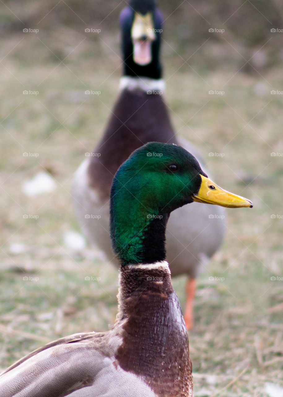 Mallard duck 