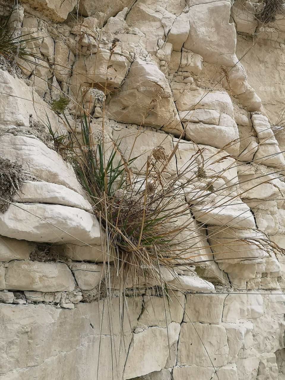 cliff grass