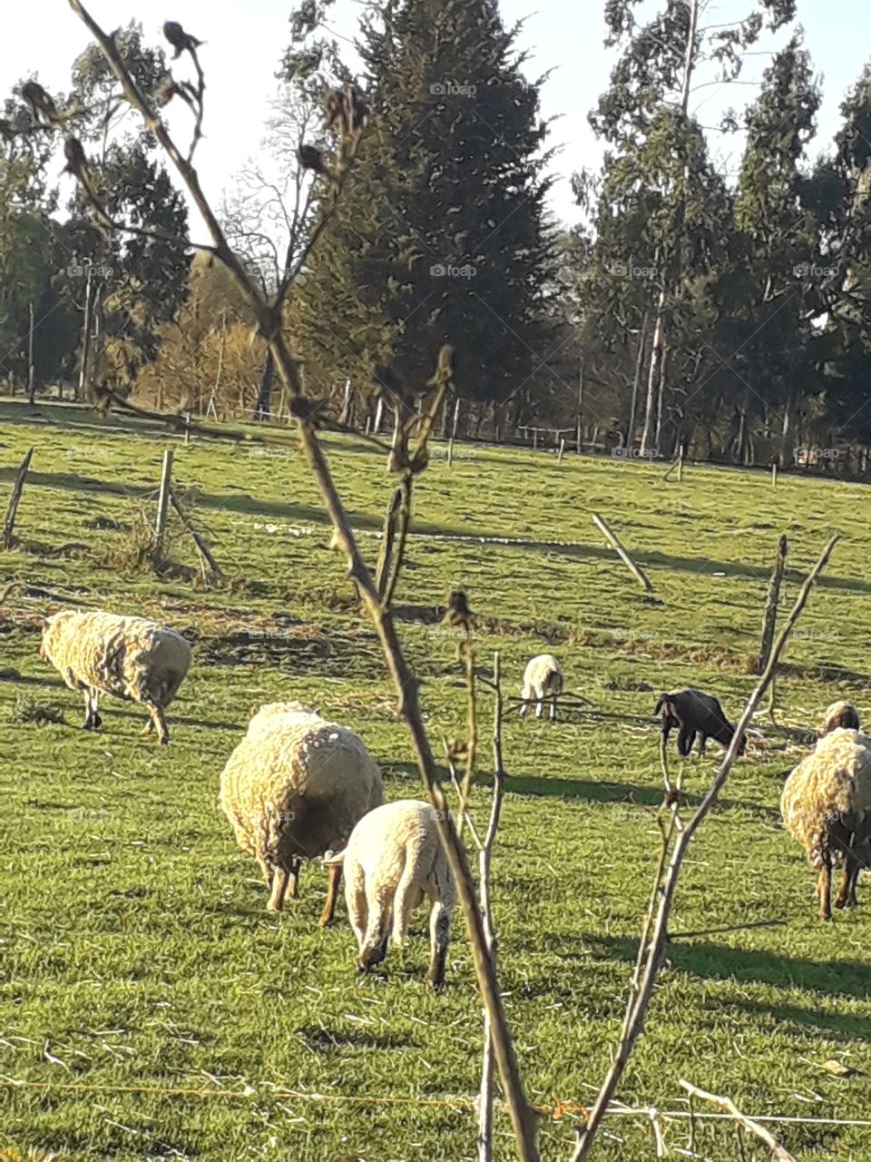 ovejas en la pradera