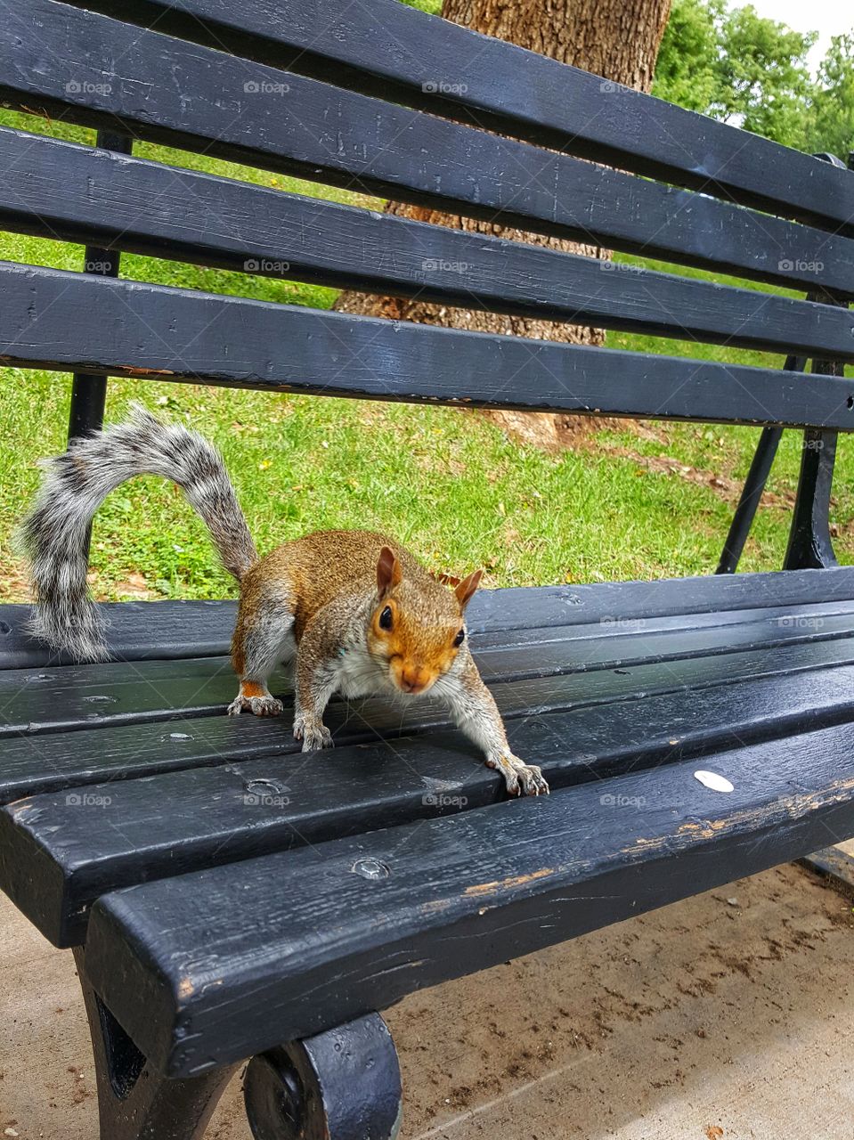 Hungry squirrel in Washington DC