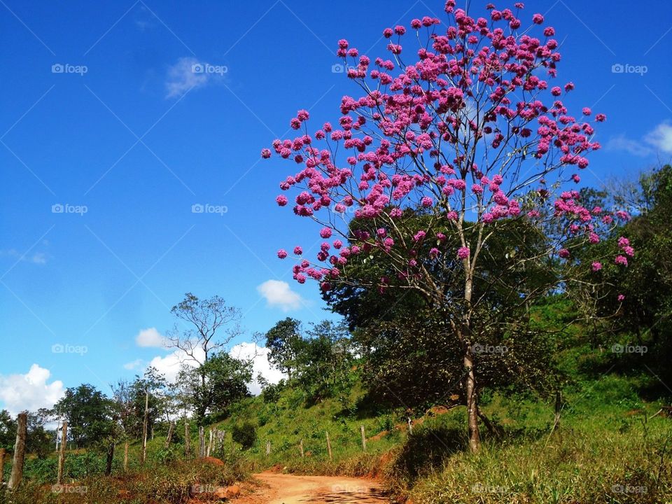 ipê rosa tree pink