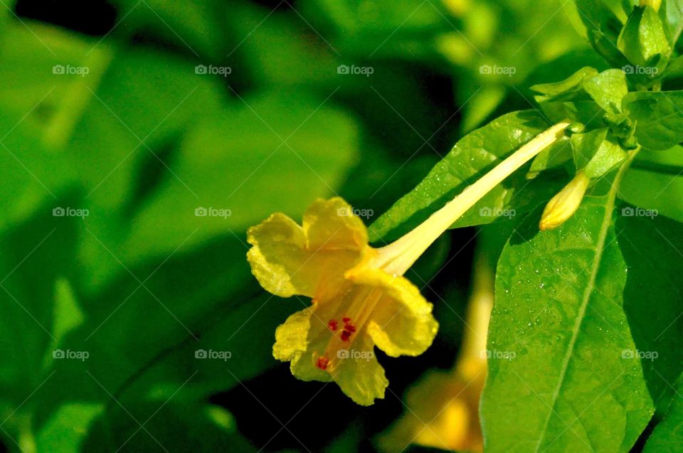 --Yellow in the garden....