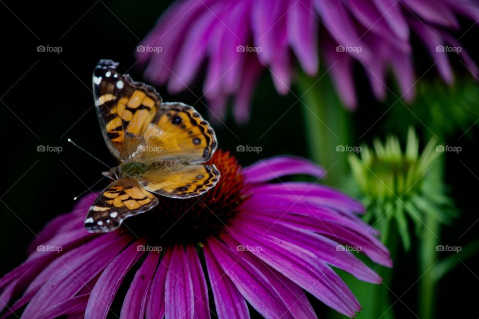 Butterfly in the garden 