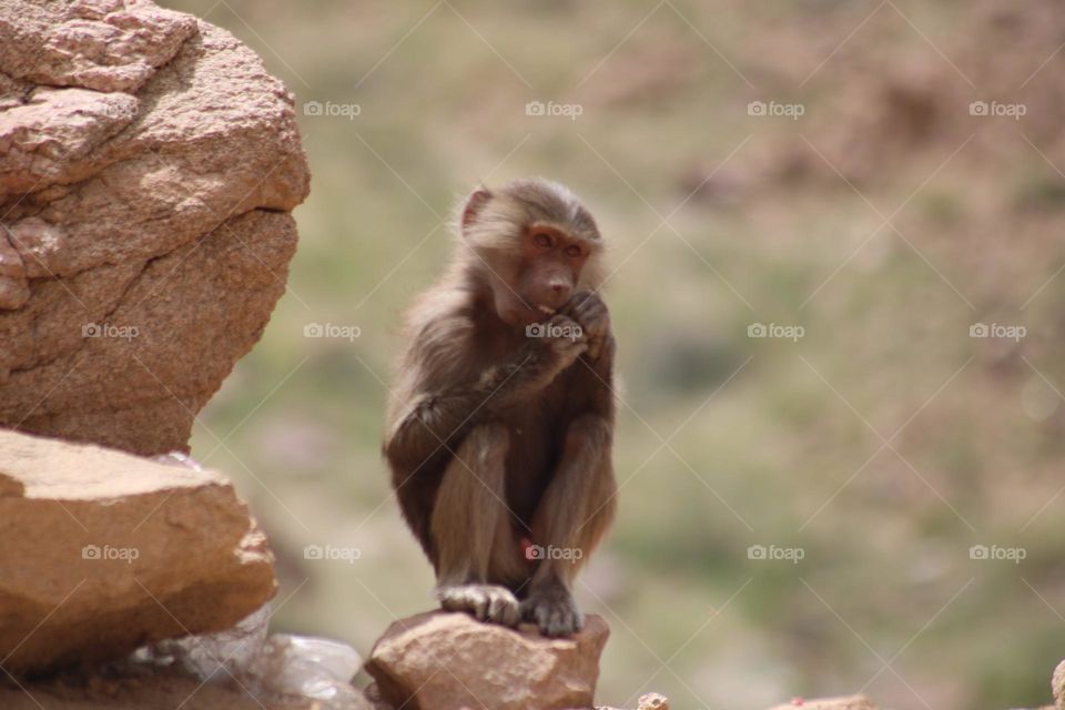 baboon