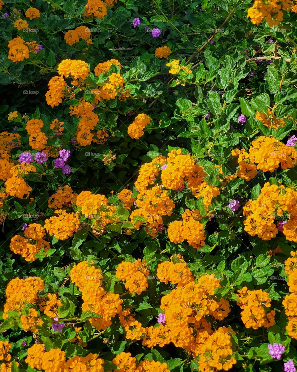 Autumn Flowers in the Garden