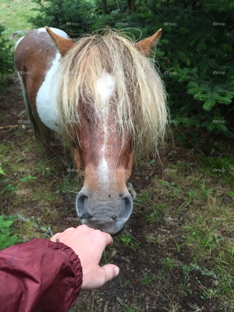 Mammal, Cavalry, Nature, Grass, Animal