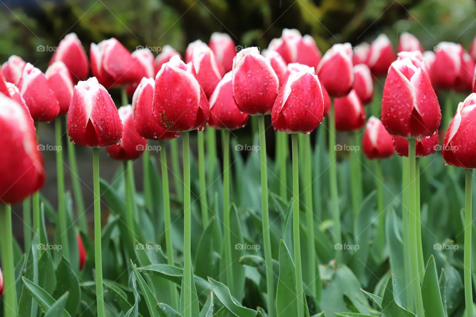 Red tulips in a row and raindrops fallen on top