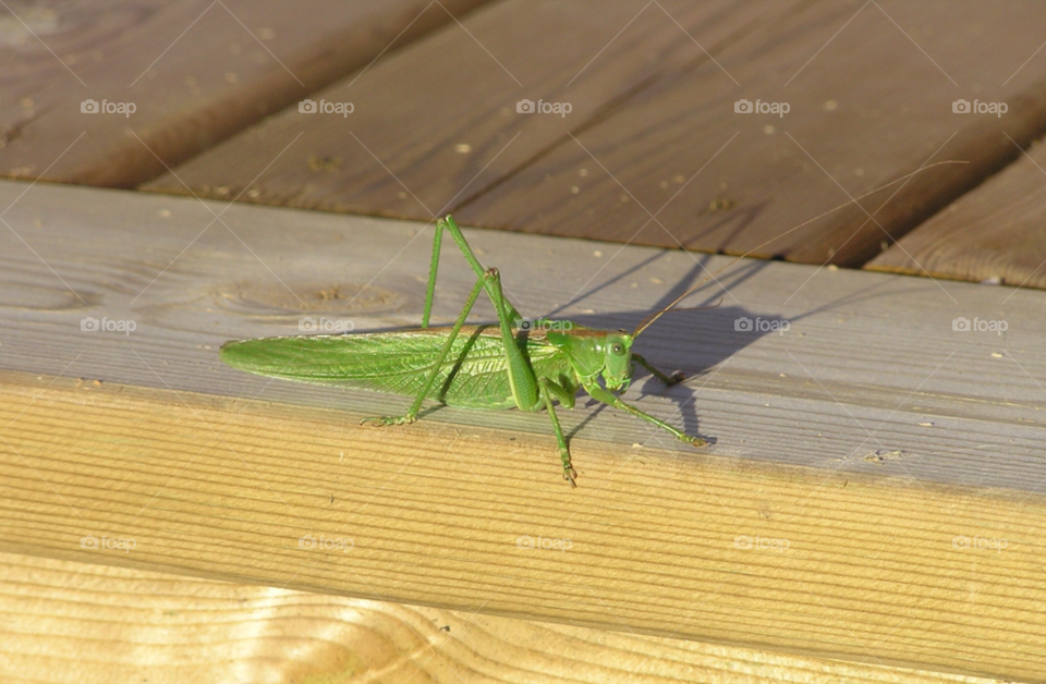 green insect grön insekt by MagnusPm