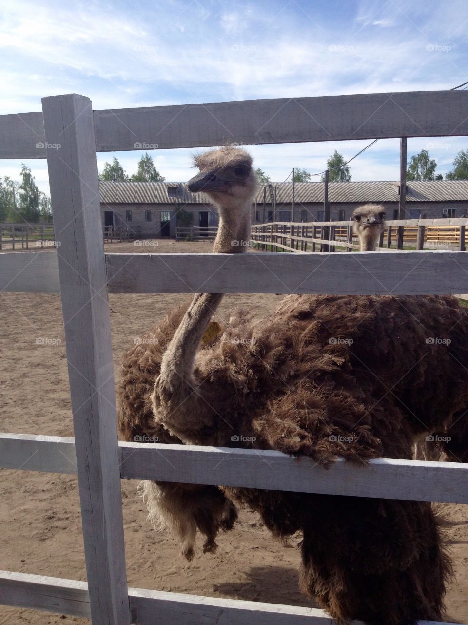 Ostrich on a farm