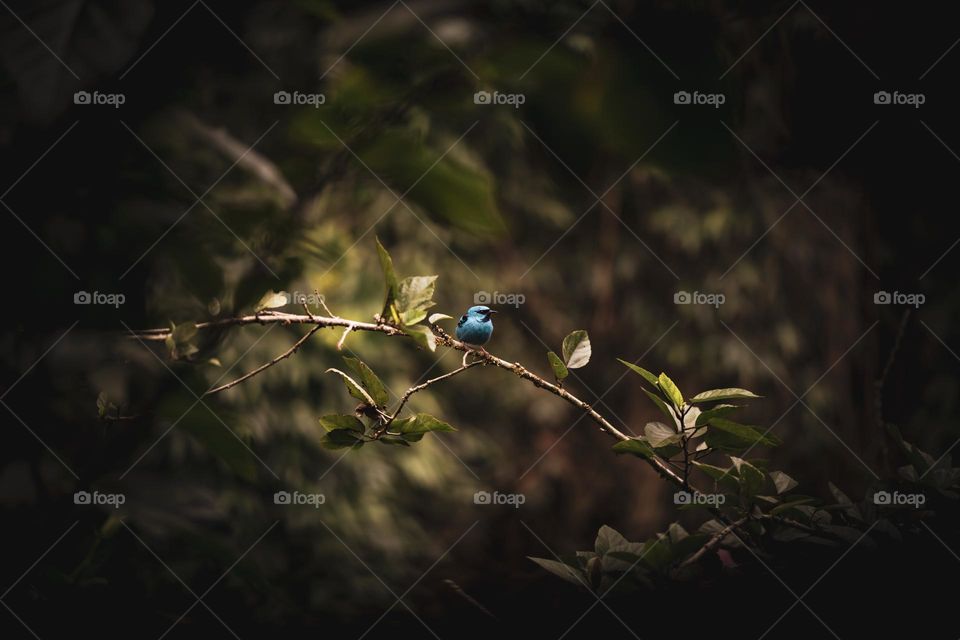 Blue Bird in a Magical Forest