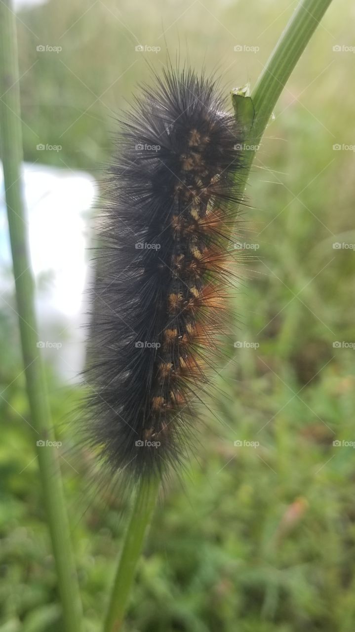 Caterpillar