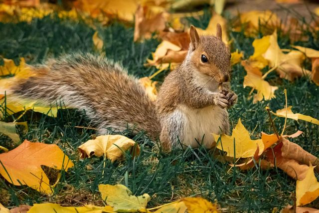 squirrel in the fall eating