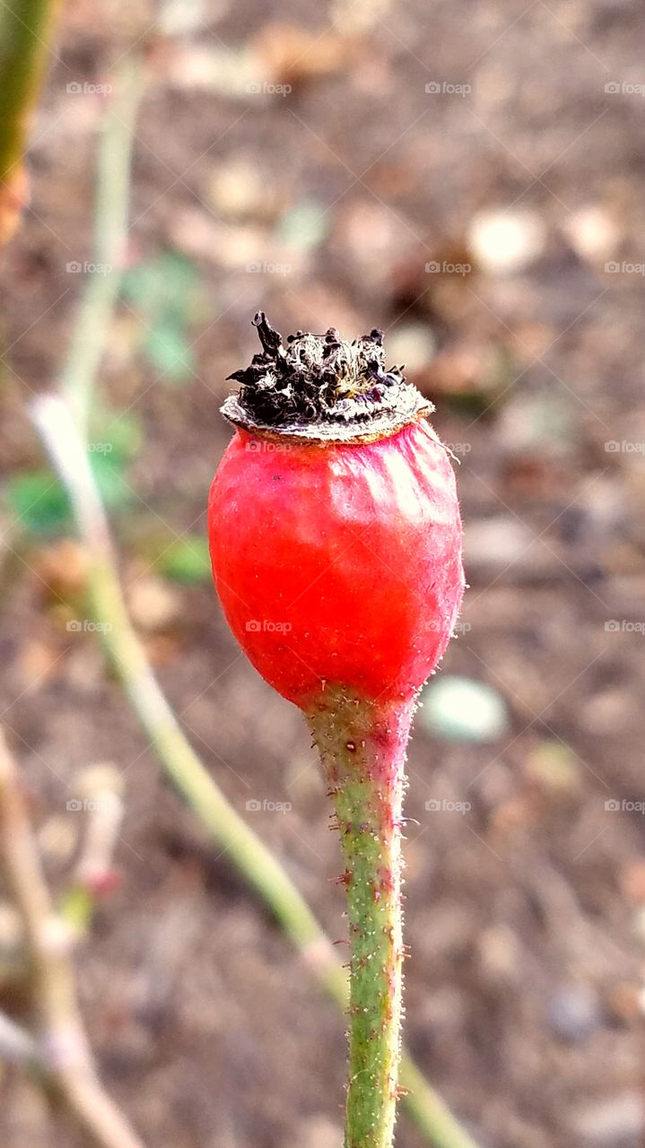 rosehip in early winter or late fall