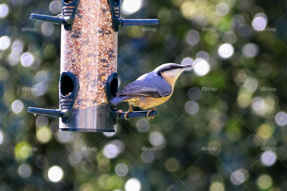 Nuthatch