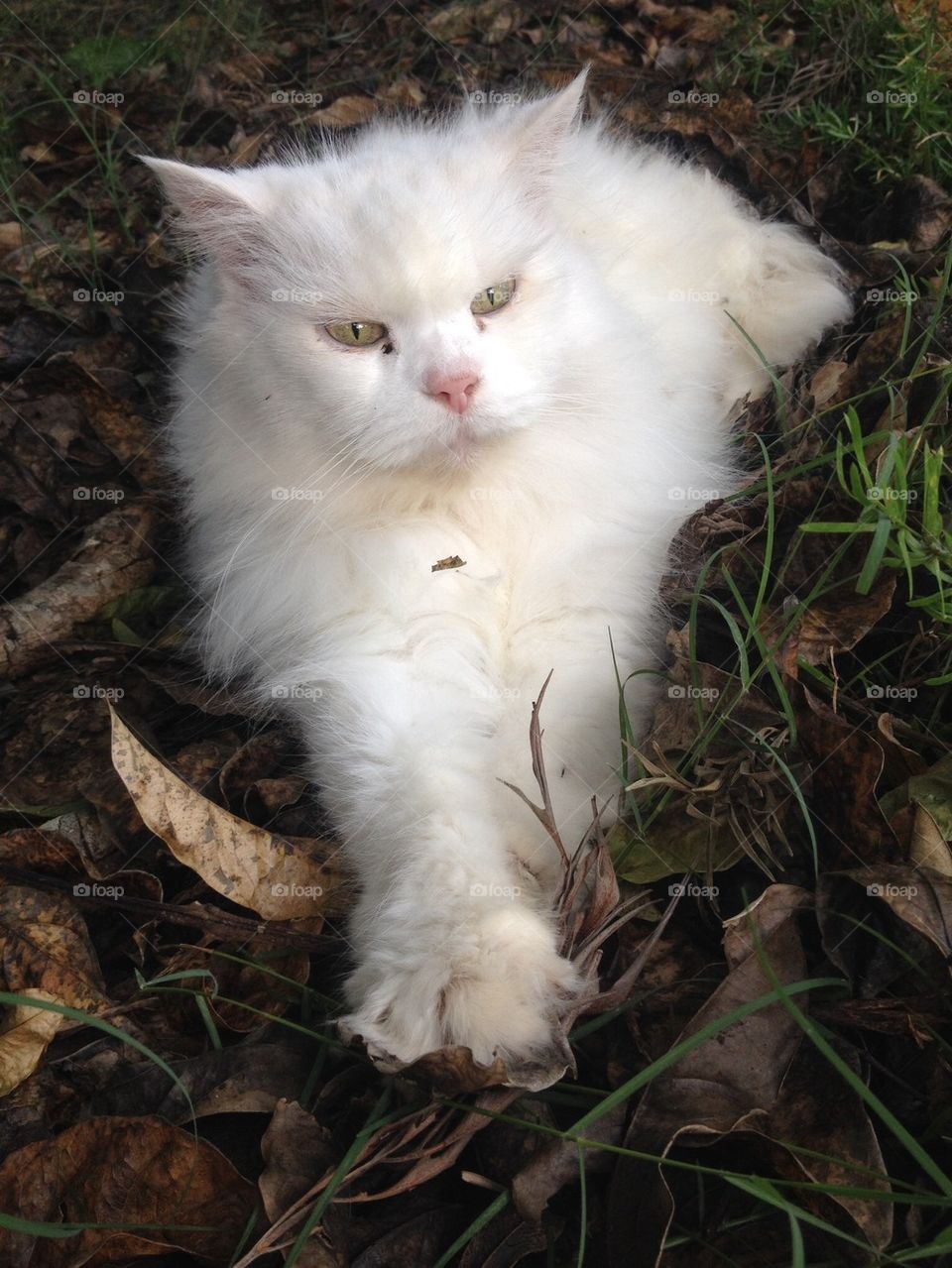 Cat Chillin in the Leaves