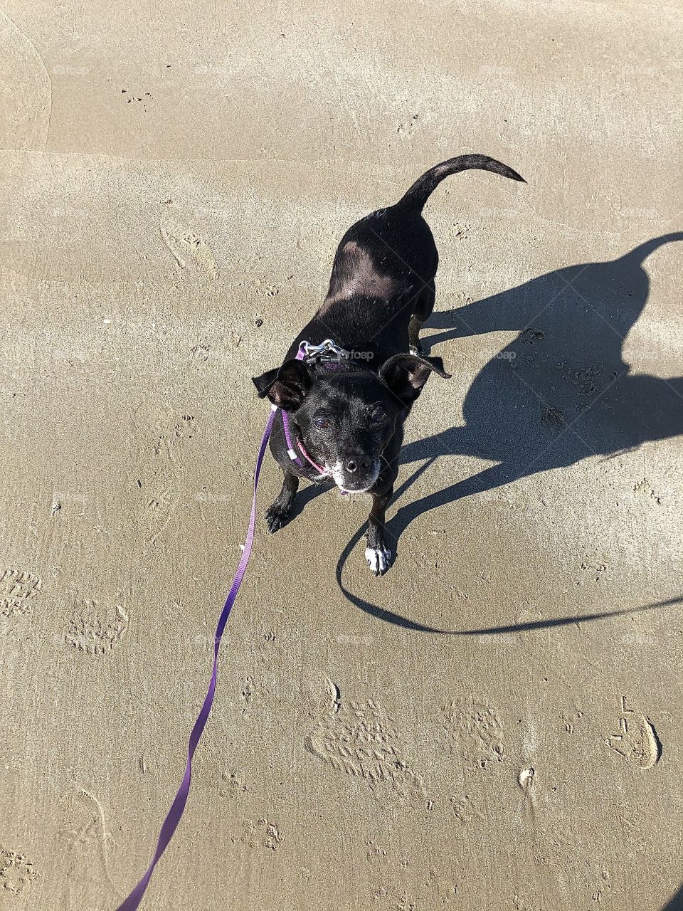 A small black dog faces forward on a sandy beach while wearing a purple harness and leash