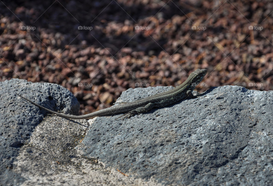 Lizard basking in the sun