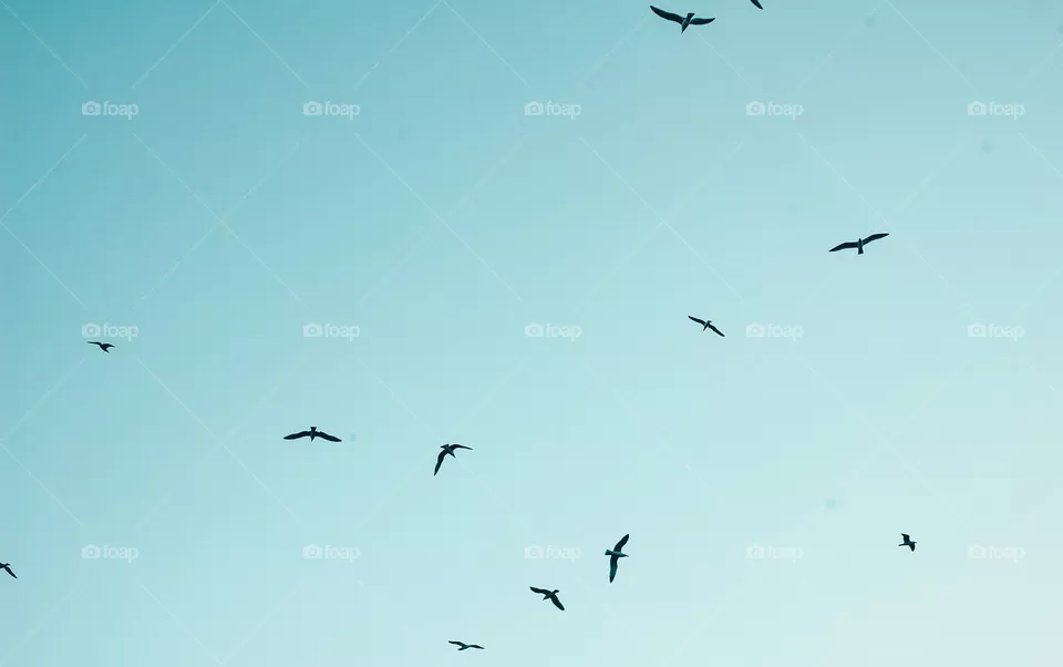 Birds flying in nature 
