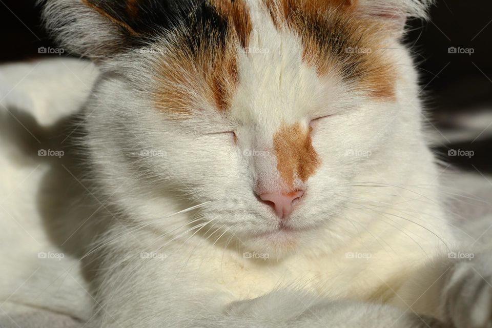 sleeping cat in sunlight beautiful portrait close up