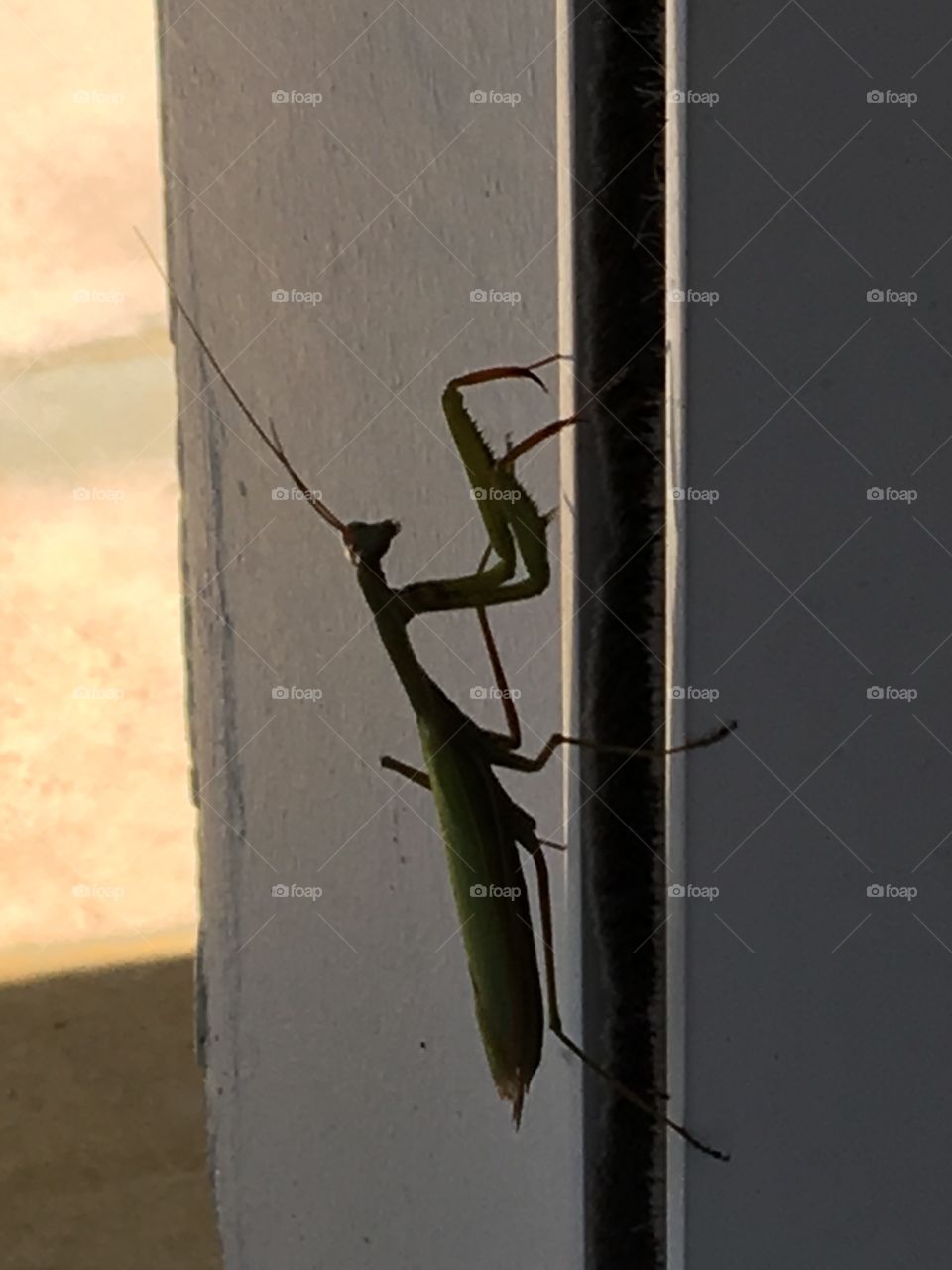 Praying mantis silhouette climbing the window 