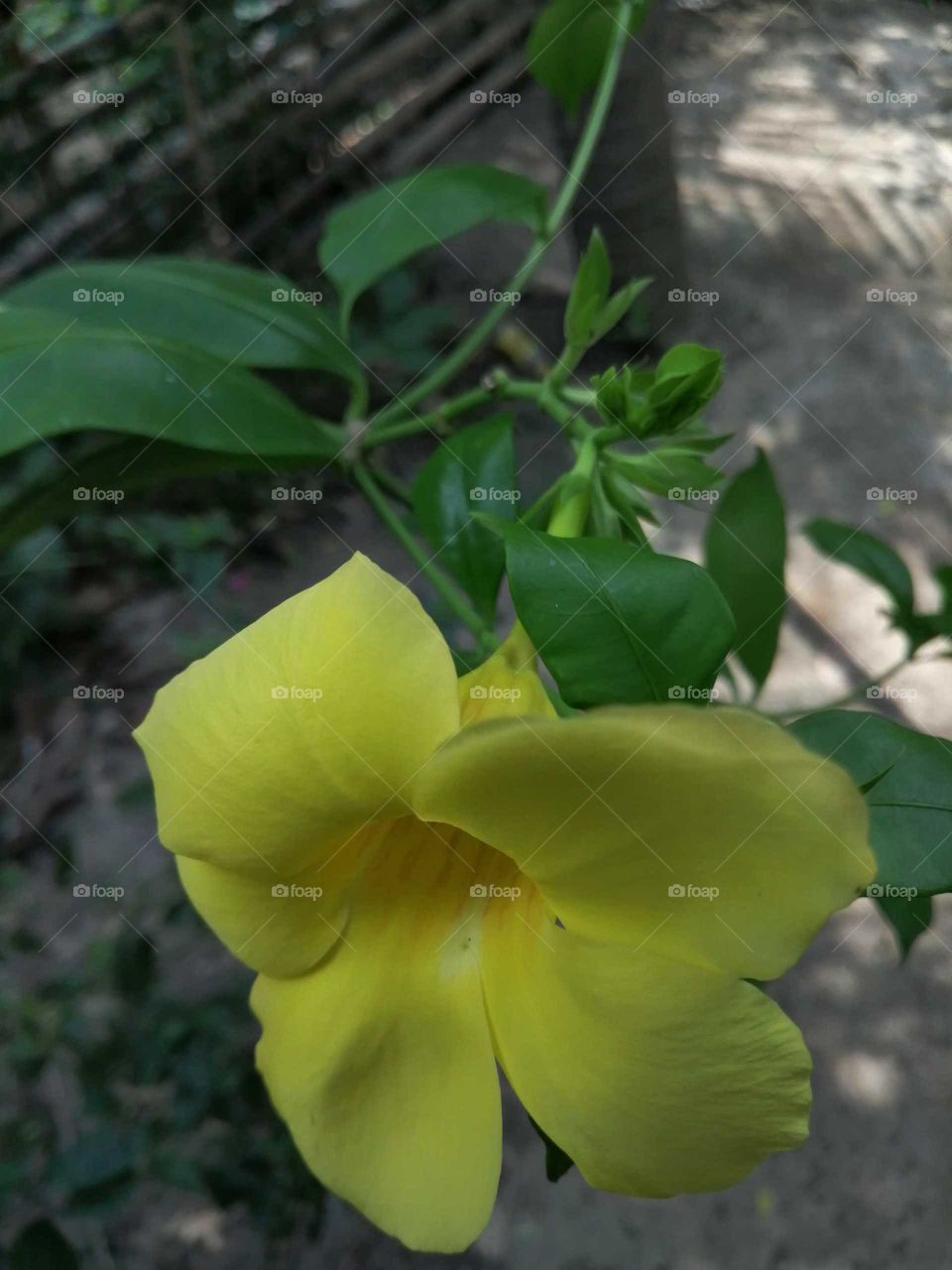 It's beautifully yellow flower