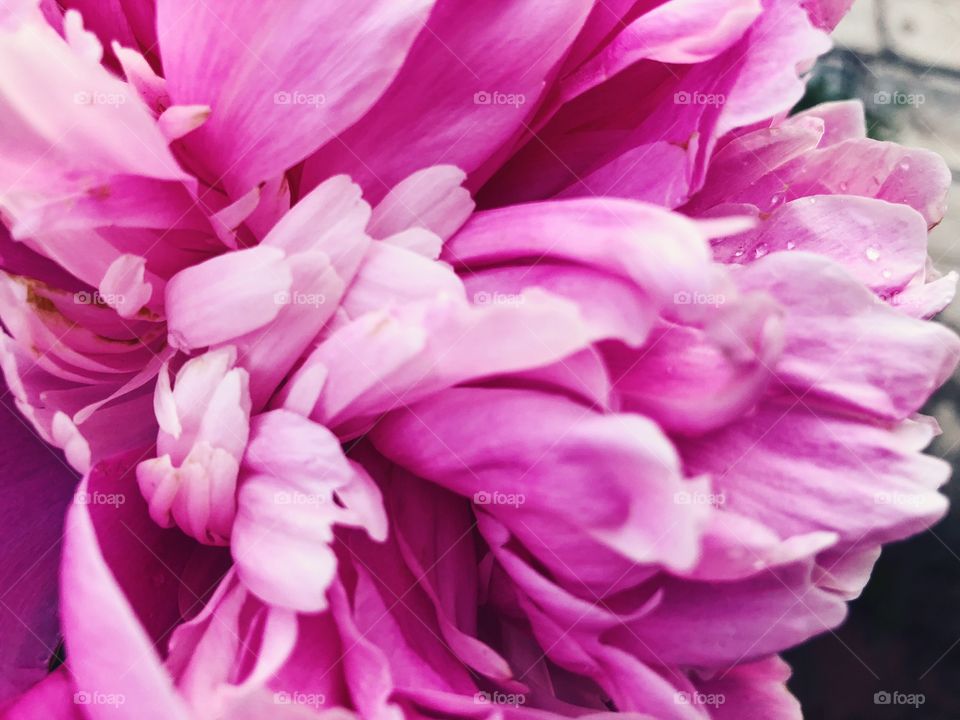 Closeup of beauty flower.Macro photo