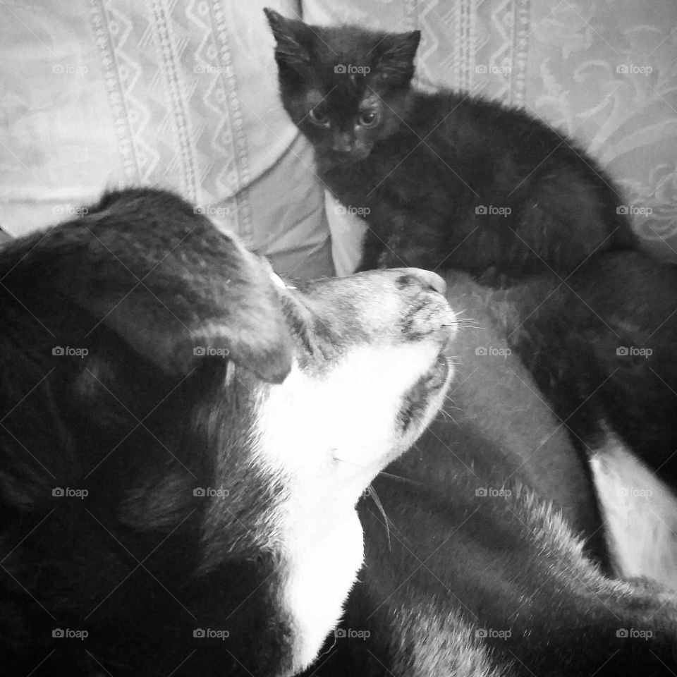 The dog whisperer. True friendship