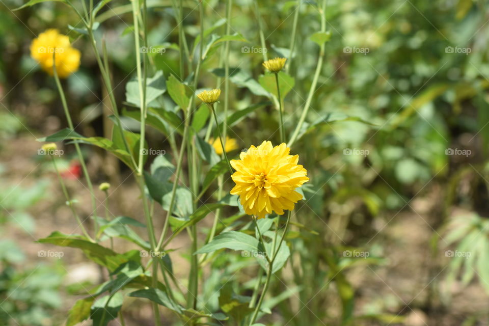 A Closeup snap of a yellow beauty# flower.