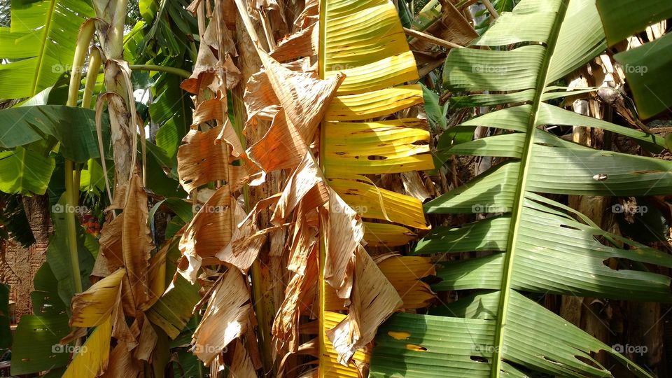 As folhas secas, amareladas e verdes das bananeiras são bonitas.