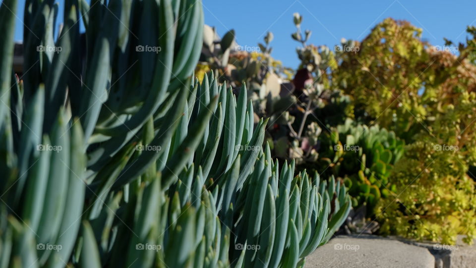 Senecio Mandraliscae growing in a California garden