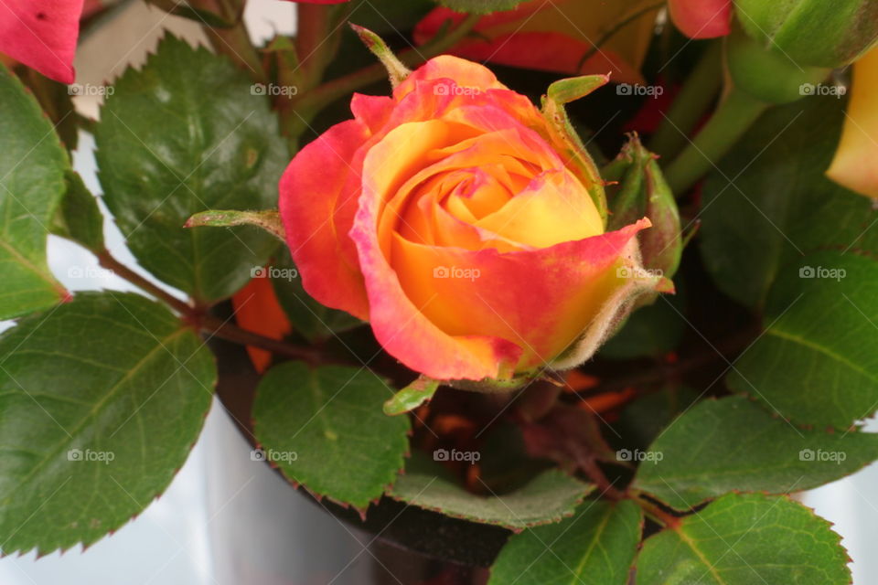 Mini multi colored rose