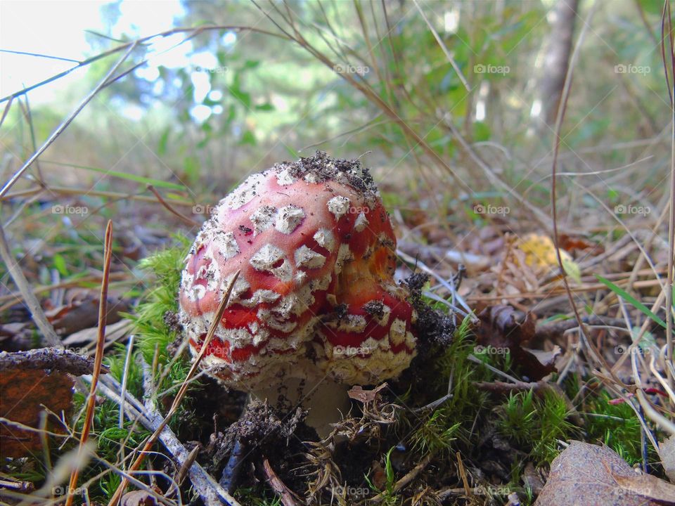 Fly Agaric, scarlet cap, white dots mushroom