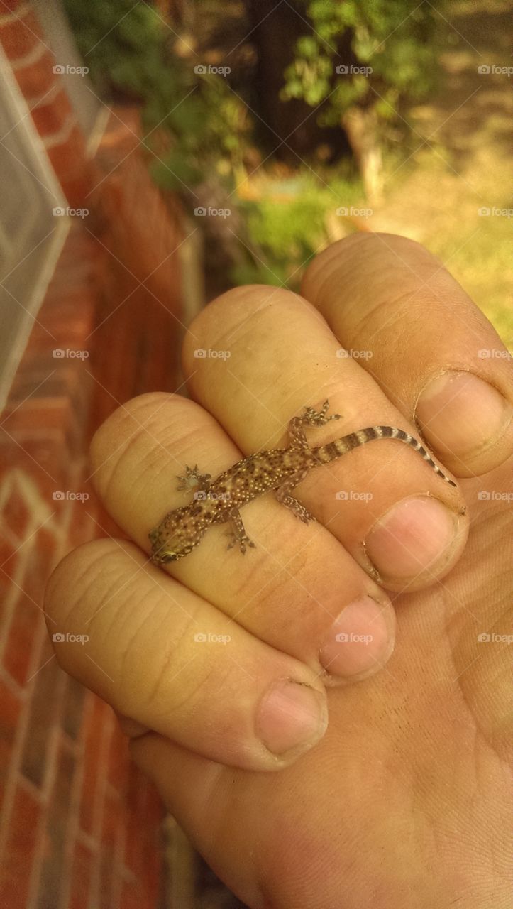 common house gecko