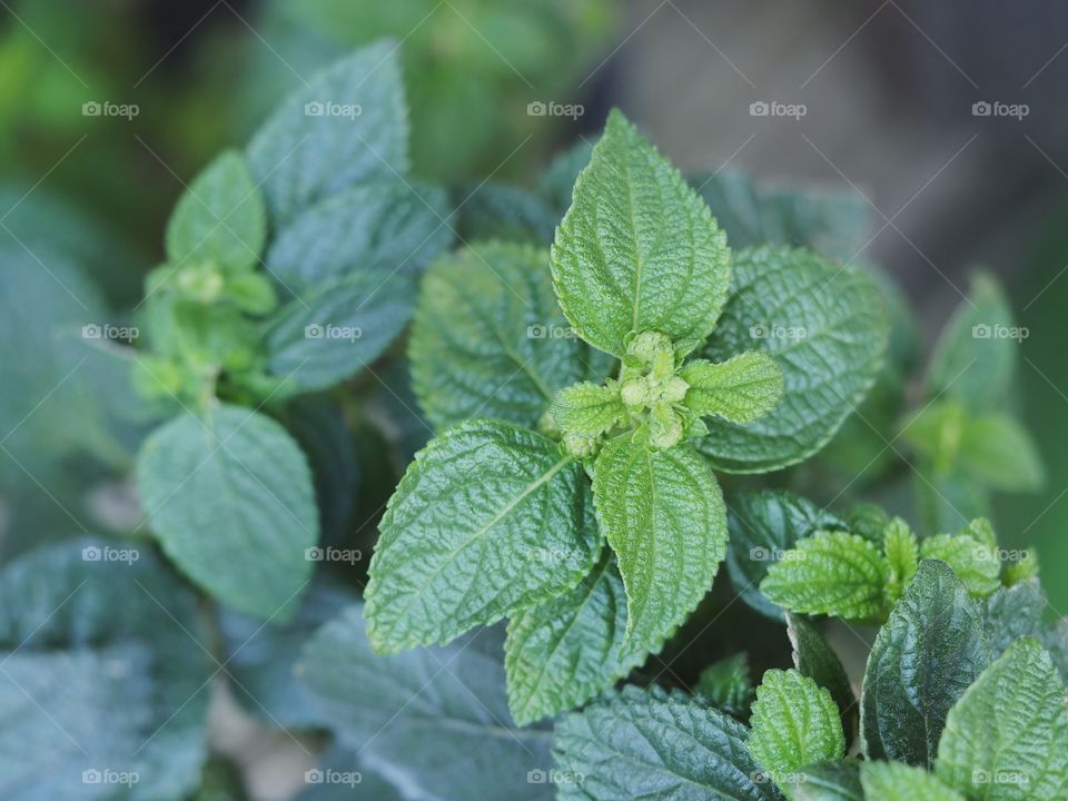 Close up of lantana camara