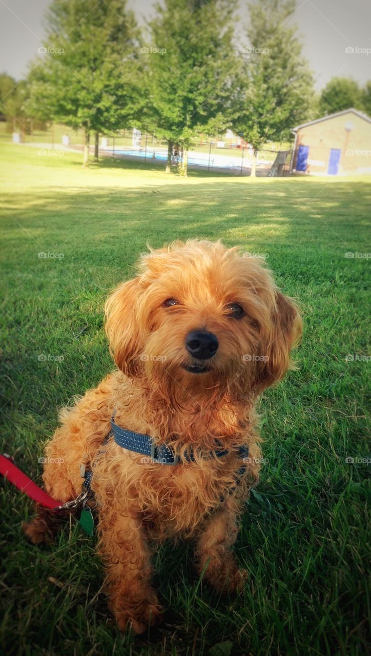 Muriel . My lil doxiepoo at the park.