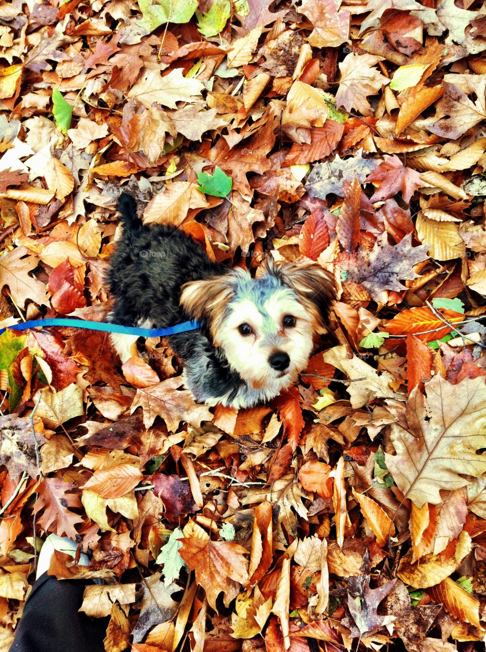 Morkie on Fall Leaves