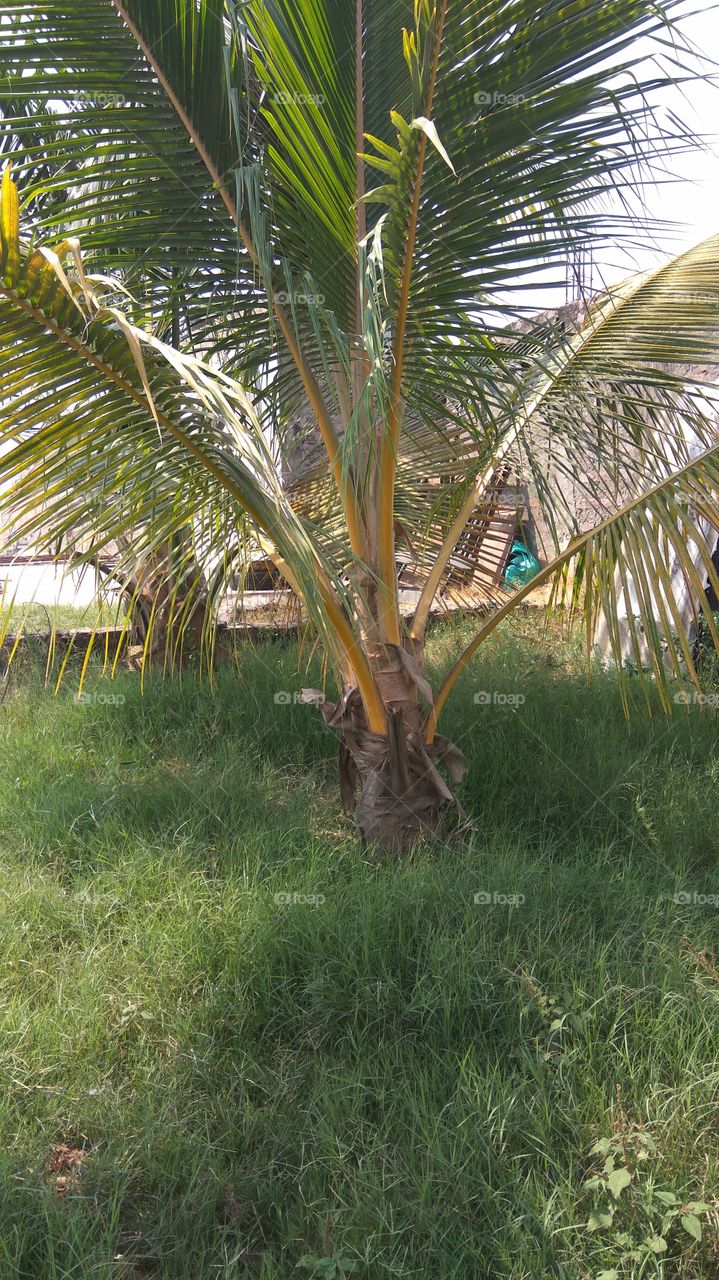 small coconut trees with greenish grass