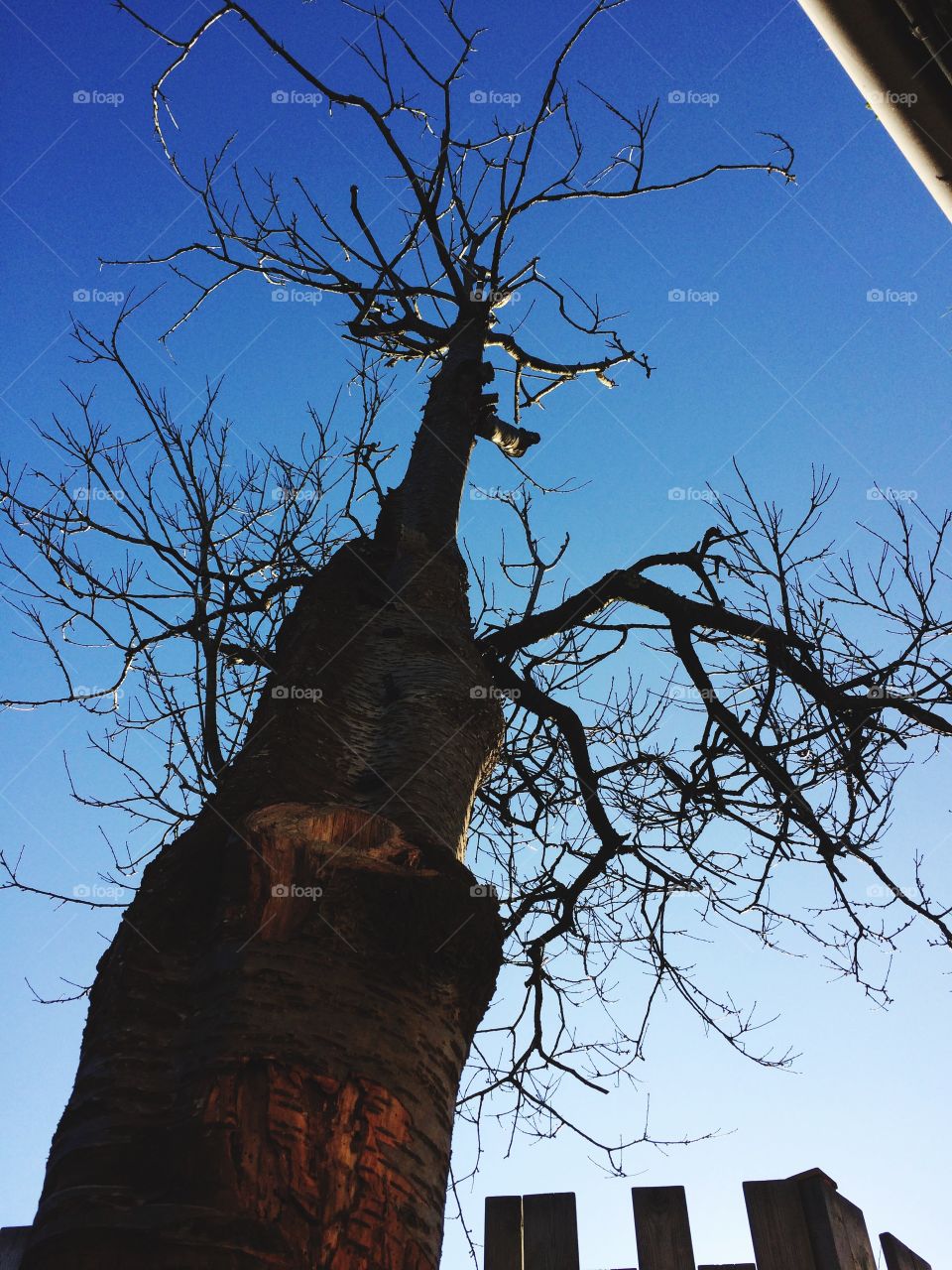 Contrast of tree and sky - clear and blue 