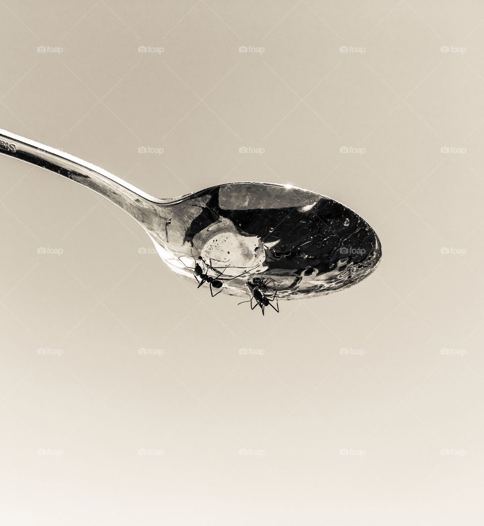 Two Australian worker ants climbing and exploring  underneath a spoon,  creamy tone image, outdoors