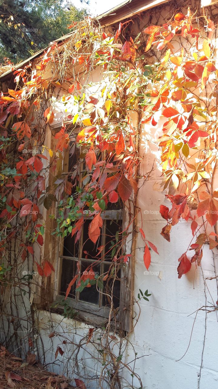 Fall leaves on abandoned home