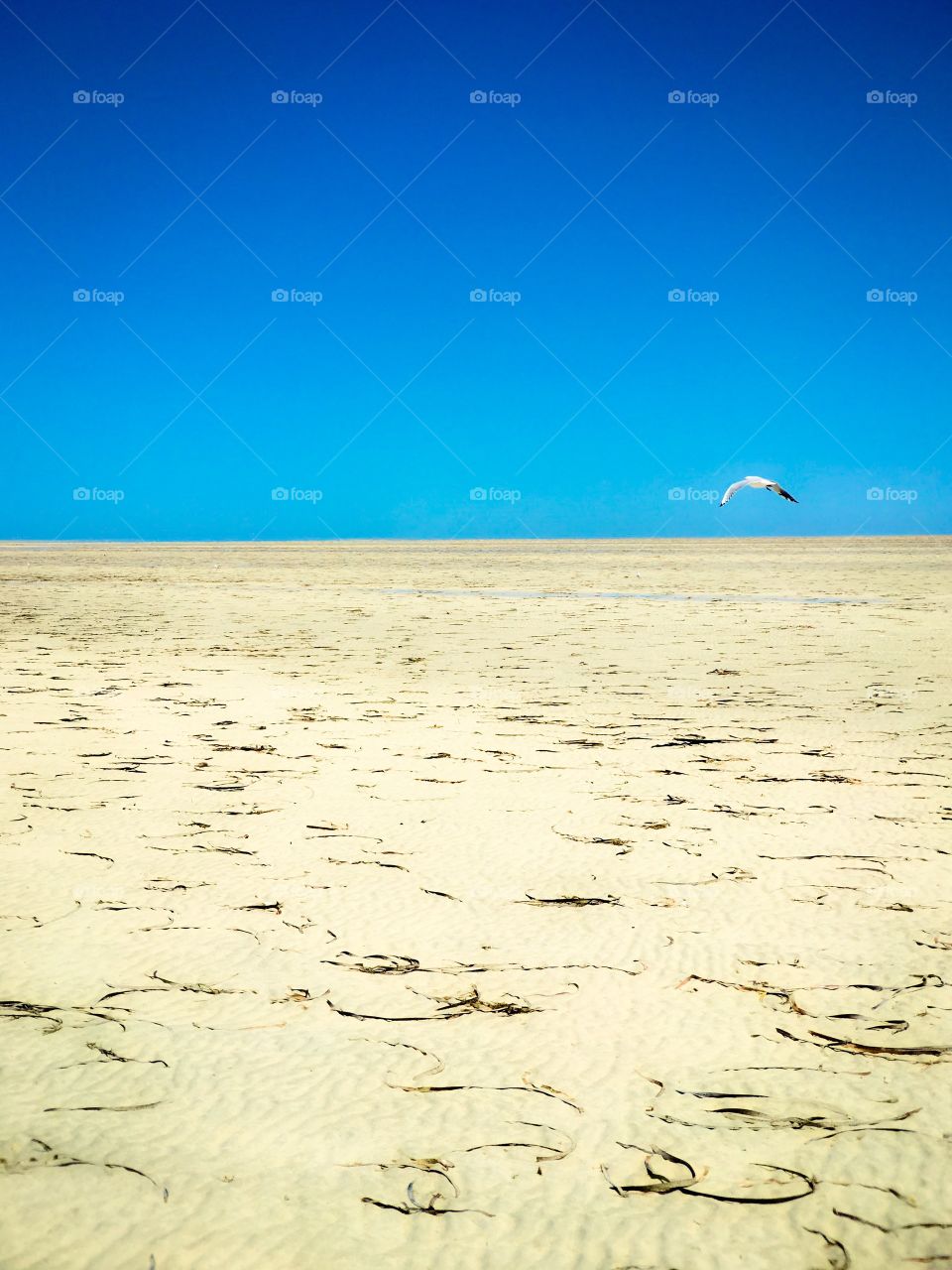 Minimalistic with space for text:  extreme low tide captures an endless sandy beach, perfect horizon blue sky and single seagull flying overhead 