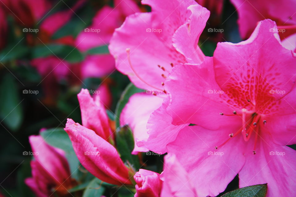 This depth of field picture is a close-up of magnificent pink flowers that are shown in the foreground and show the delicacy of the flower.
