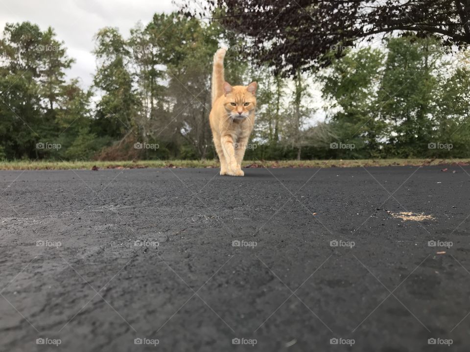 Cat approach