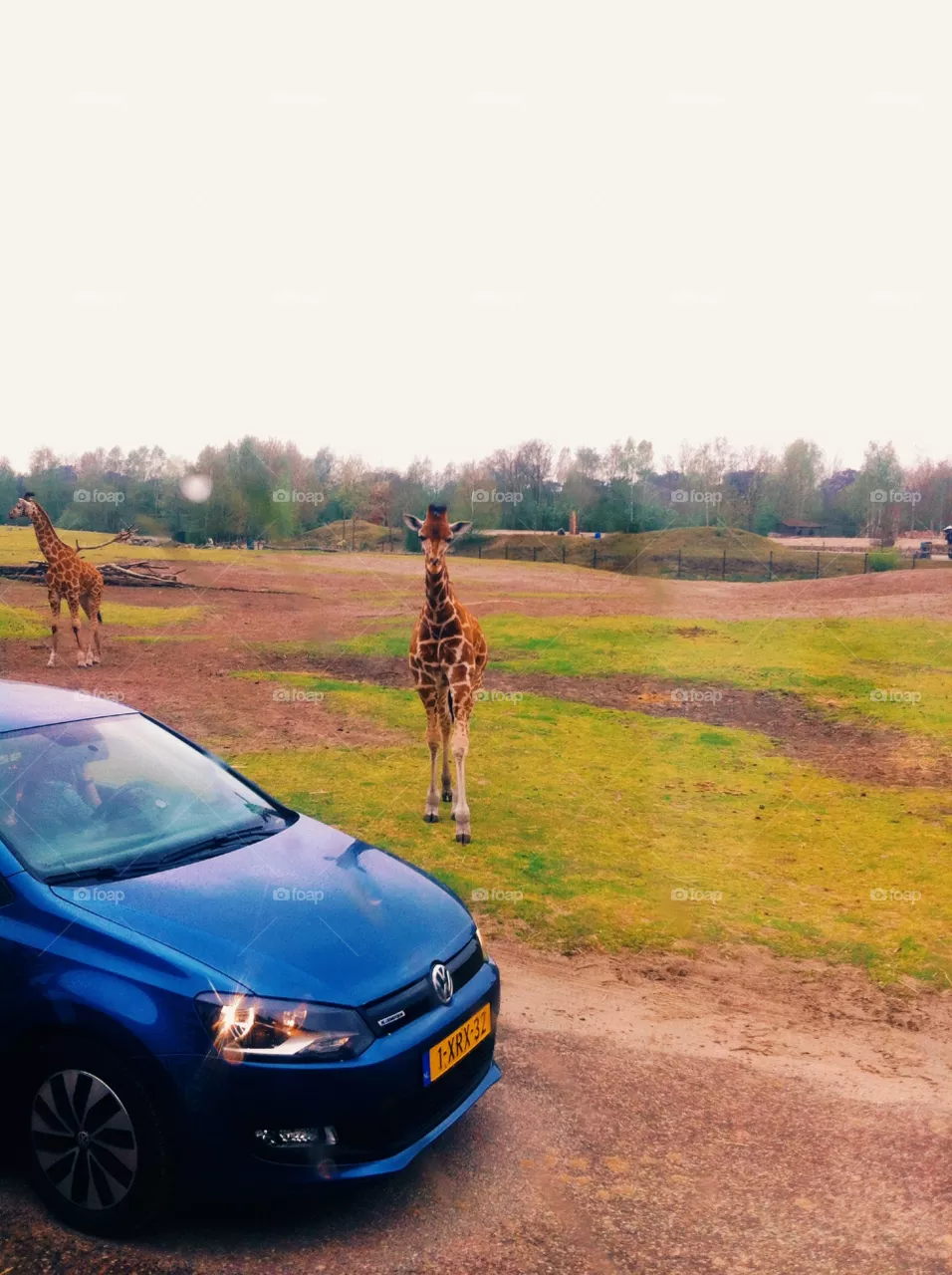 Safari
