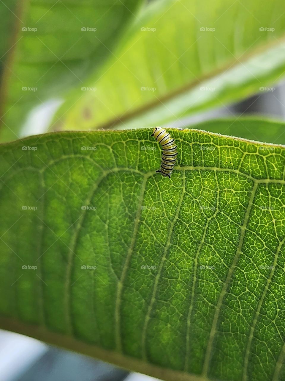 Monarch Catepillar