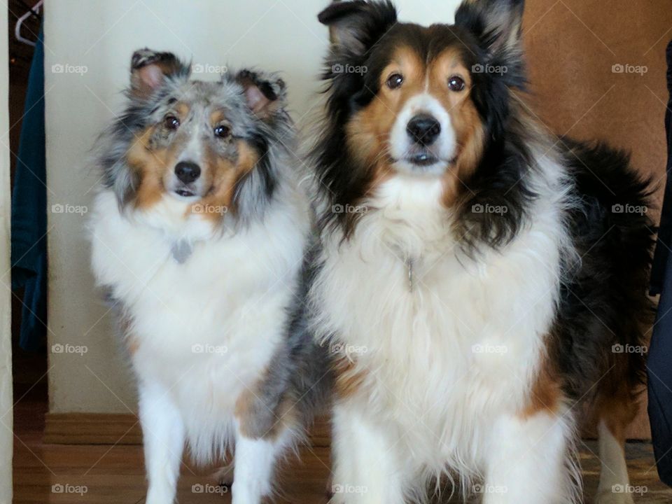 Shelties, Sandy and Harley