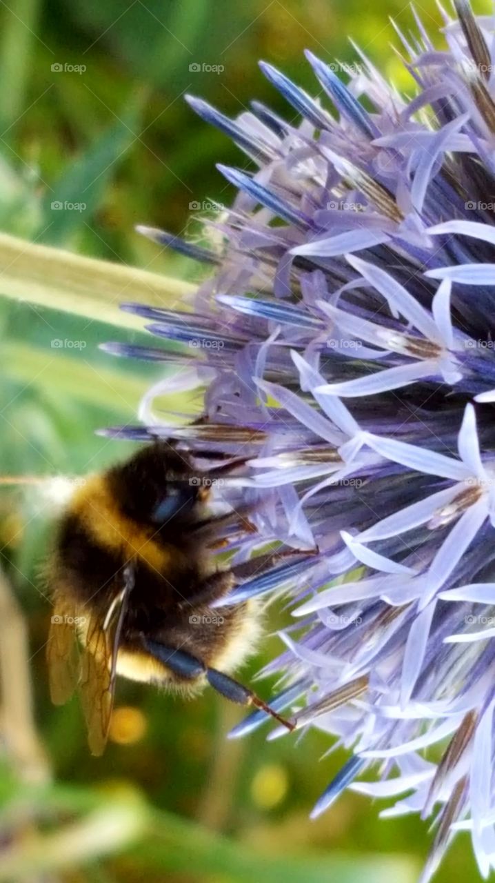 bee